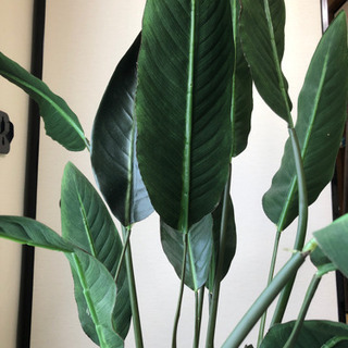 お引渡し決定しました。フェイクグリーン　造花　取りに来てください。の画像