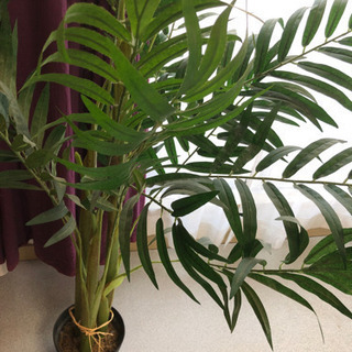 フェイクグリーン　造花　取りに来てください^_^の画像