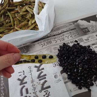 バタフライピー　種　蝶豆　アンチャンの画像