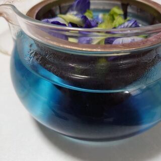 バタフライピー　種　蝶豆　アンチャンの画像