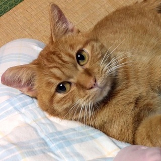 お膝に乗るのが大好きな甘えんboy