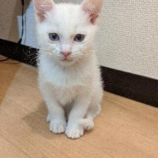 (ΦωΦ)双子のにゃんにゃん♥猫♥里親様募集♥ズタボロにゃん　猫 ΦωΦ)双子のにゃんにゃん♥猫♥里親様募集♥ズタボロにゃん 猫