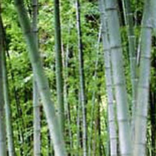 竹 たけ