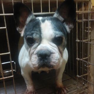 フレンチブルドッグ