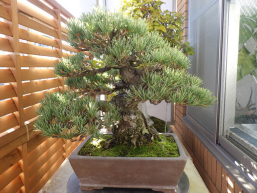 五葉松盆栽