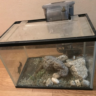 中古金魚飼育セット