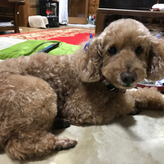 トイプードルオスです。