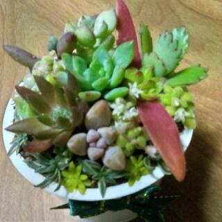 ミニミニ多肉植物寄せ植🌵