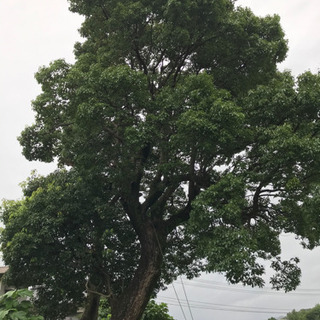 庭木の剪定、伐採引き受けます。