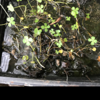 水草 四葉クローバー