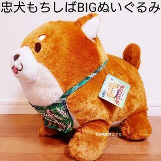 【引き渡し完了】忠犬もちしば あたらしいお友達 スクッとBIGぬ...