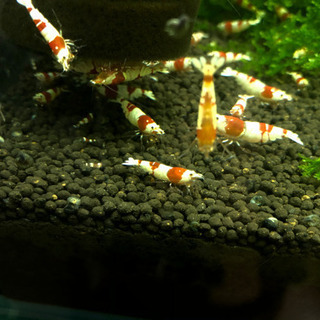 休止中【全国配送対応◎】レッドビーシュリンプ 🦐の画像