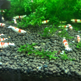 休止中【全国配送対応◎】レッドビーシュリンプ 🦐の画像