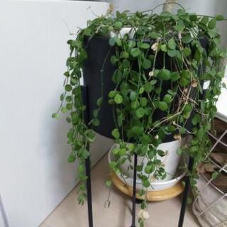観葉植物　取引中！