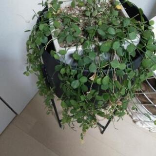 観葉植物　取引中！の画像