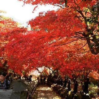 ゆる～くメンバー募集、神社巡り、きれいな風景、など  - 渋谷区