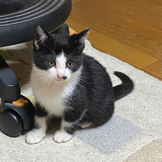 決まりました、ありがとうございました。至急　子猫里親募集