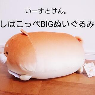 【引き渡し完了】もちもち手触り  柴犬 しばこっぺ いーすとけん...