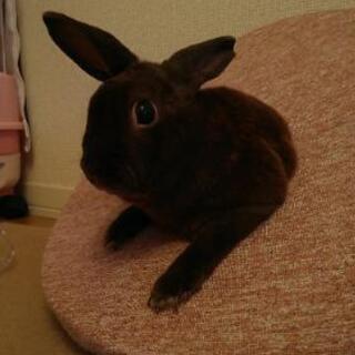 うさぎの仲間を募集します。 − 熊本県