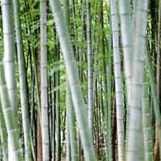 竹 タケ