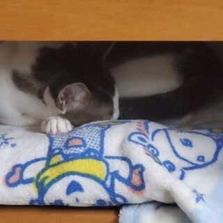 掛川市 猫のみーちゃんが行方不明
