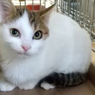 兄弟二匹で里子にでました！白雪くん。