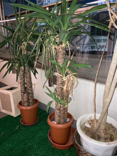 観葉植物