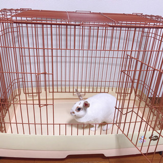 無料 ドギーマン うさぎ ケージ ゲージ 大きめ 90cmすのこなしの画像