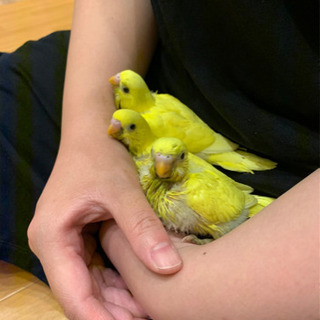セキセイインコ雛