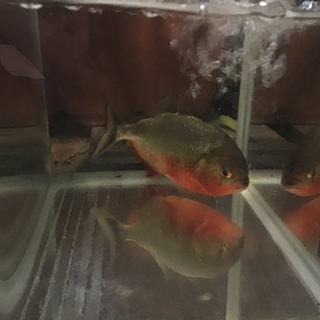 肉食熱帯魚引き取り希望