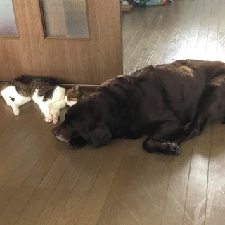 猫友