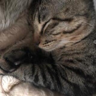 男前の猫2歳(去勢手術済み)