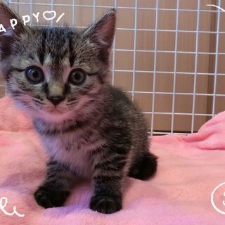 ねこちゃんやわんちゃんとも平気な２か月に入ったところ