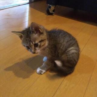 子猫の里親募集しますm(_ _)m
