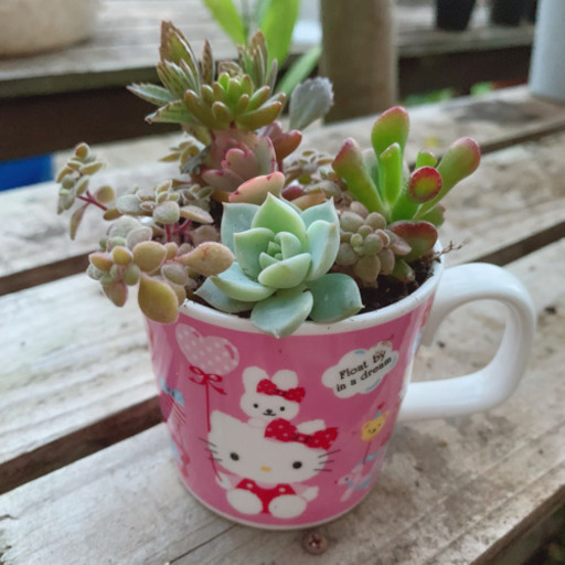 ★このまま飾れる★多肉植物 寄せ植え ハローキティちゃん キティ