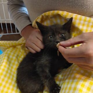 優しい里親様がみつかりました(*^^*)ありがとうございます(^...
