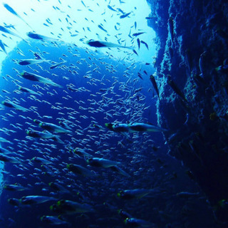 ダイビング始めたい方へ🐠
