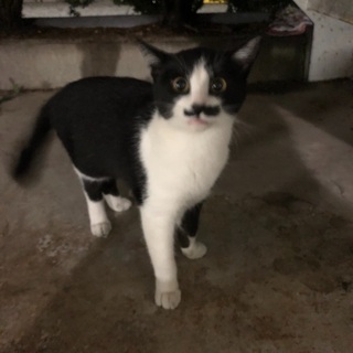 5ヶ月のひげつき野良猫ちゃんです。女の子