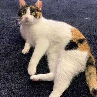 おとなしい三毛猫、ゆったりと過ごしたい人にピッタリ！　ぶちこちゃんの画像