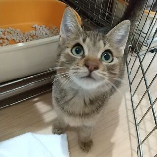 兄弟二匹で里親さん決まりました！おっとりきじとら満月くん 
