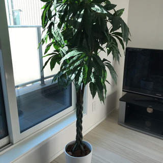 光触媒フラワー★受け渡し予定者決定！