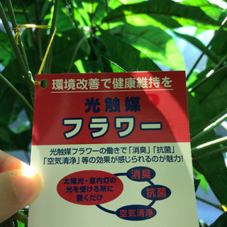 光触媒フラワー★受け渡し予定者決定！の画像