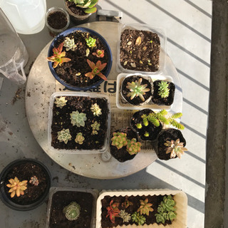 多肉植物の葉挿し、挿し芽