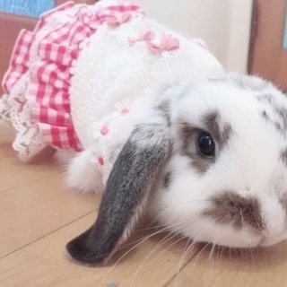 ホーランドロップの女の子☆1歳 - 入間市