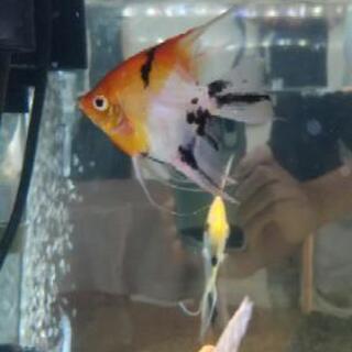 レッドデビルエンゼルフィッシュ  フルアダルトサイズ