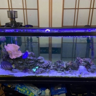 海水魚122㌢水槽セット 