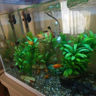 熱帯魚ミッキーマウスプラティの画像