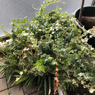 植木　色々の画像