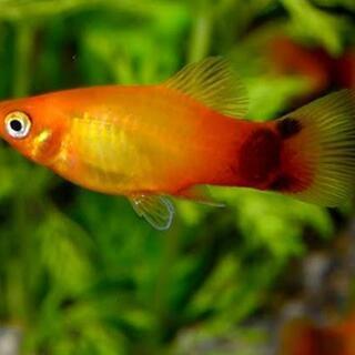 熱帯魚ミッキーマウスプラティ
