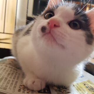 里親様決まりました。ありがとうございました。